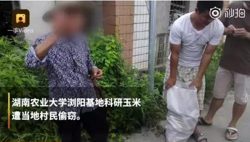 湖南高校实验玉米被村民偷摘,学生气到住院