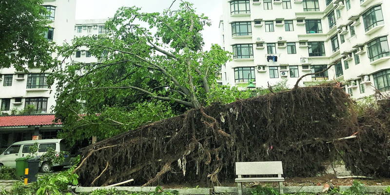 广州7千大树倒伏市民心痛:树怎么办,要防风要遮荫还要好看