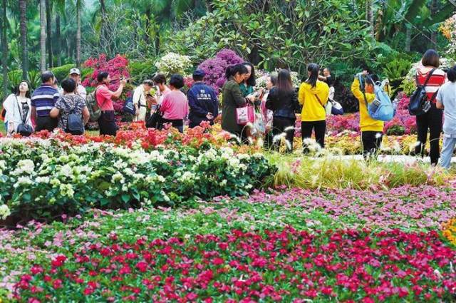 今年深圳“第一波花事”来了,1月赏花地点提前知