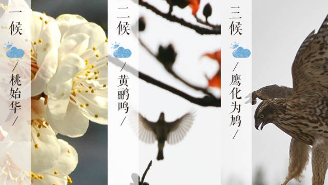 我国古代将惊蛰分为三候:"一候桃始华;二候仓庚(黄鹂)鸣;三候鹰化为鸠