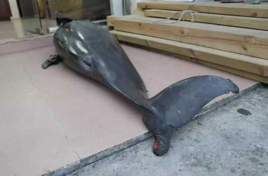 图为大鹏海域发现的死亡江豚