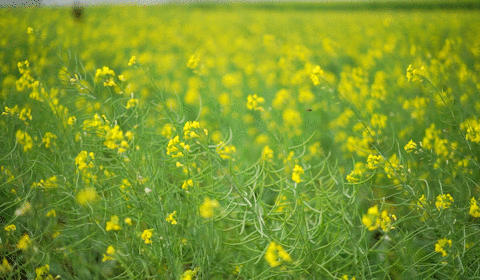 深圳这两个地方的油菜花正全面盛放,周末出行不可错过!