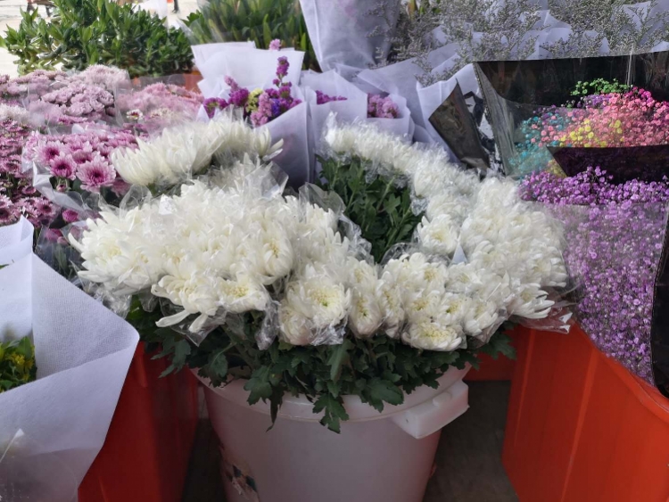 清明节菊花需求增大深圳一花商祭扫高峰期批发出上万支
